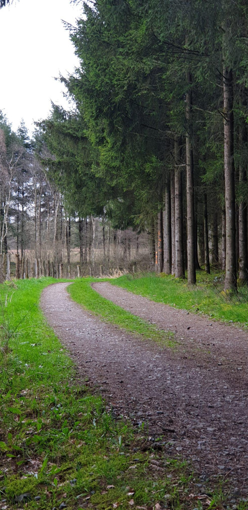 Les Tailles - route entre les champs et les arbres