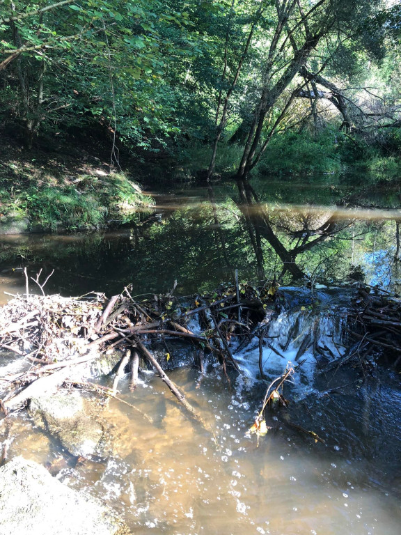 Le travail des castors
