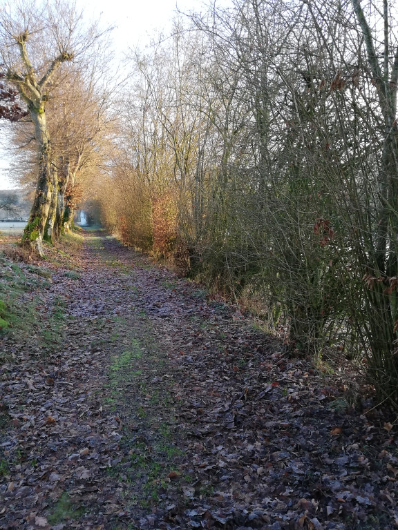 Chemin emprunté au détour de votre marche