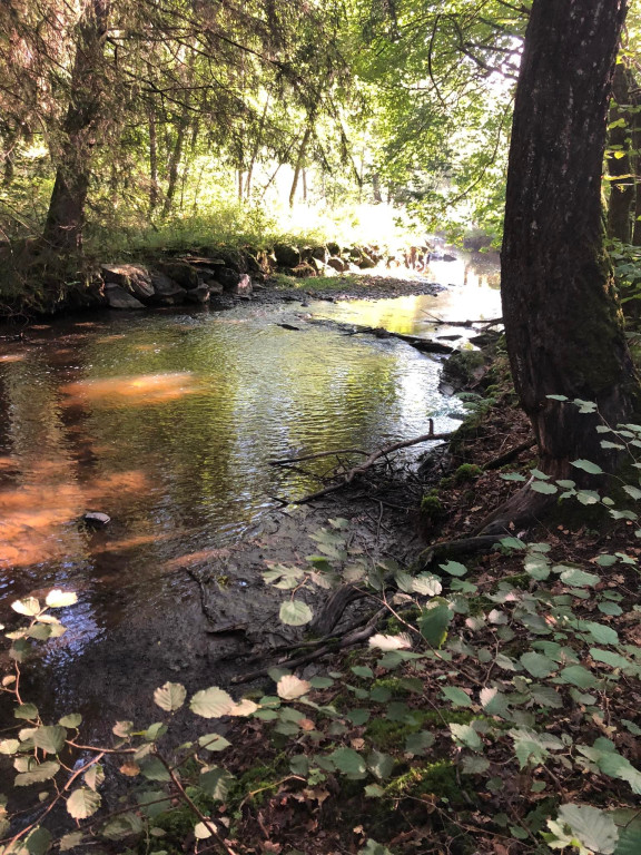 La nature à l'état pure
