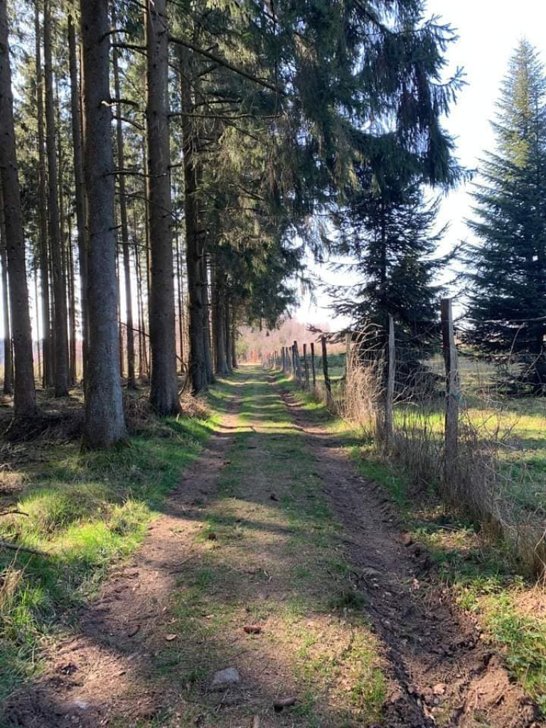 La marche de Buret, un sentier entre les sapins et les champs